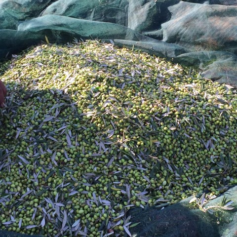 καλλιέργεια Ελάινον / Elainon