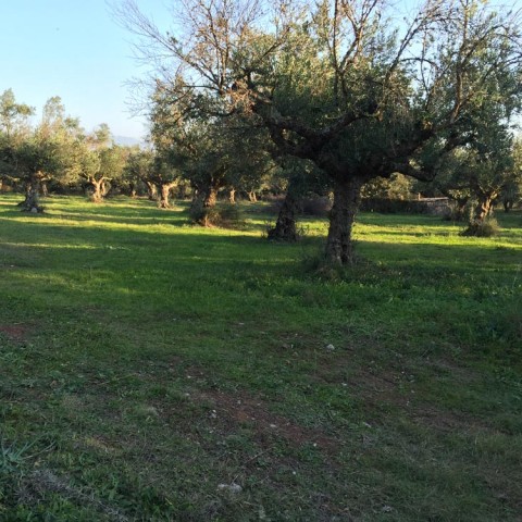 καλλιέργεια Ελάινον / Elainon