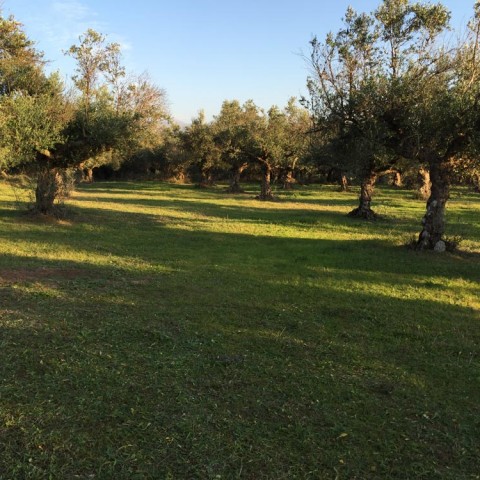 καλλιέργεια Ελάινον / Elainon