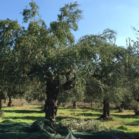 καλλιέργεια Ελάινον / Elainon