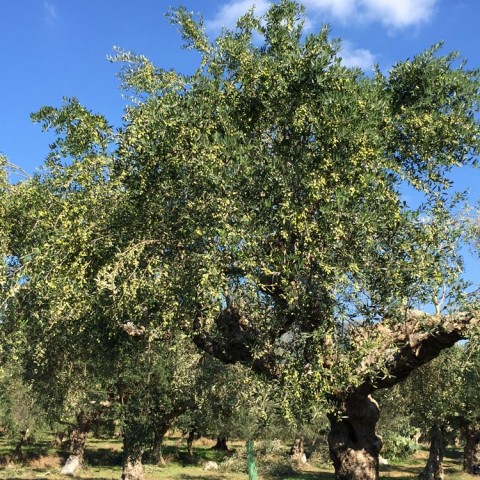 καλλιέργεια Ελάινον / Elainon