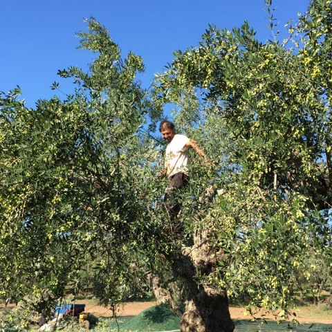 καλλιέργεια Ελάινον / Elainon