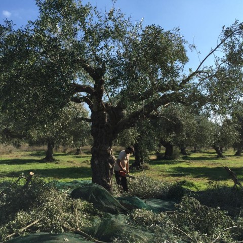 καλλιέργεια Ελάινον / Elainon