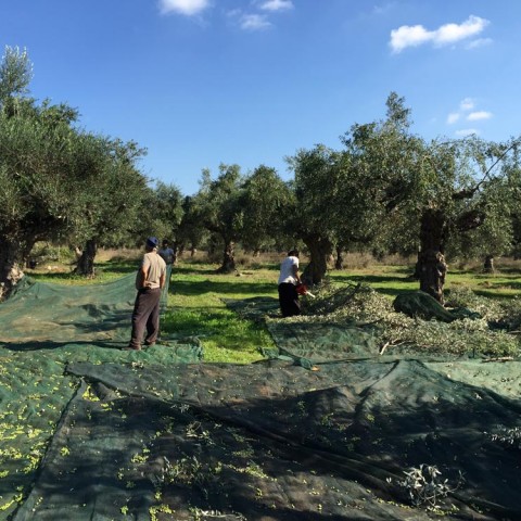 καλλιέργεια Ελάινον / Elainon