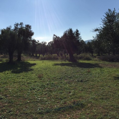 καλλιέργεια Ελάινον / Elainon