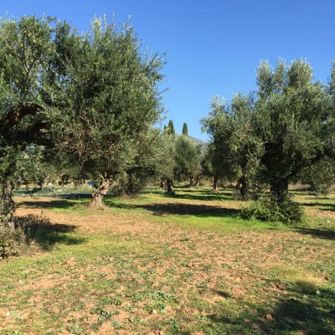 καλλιέργεια Ελάινον / Elainon