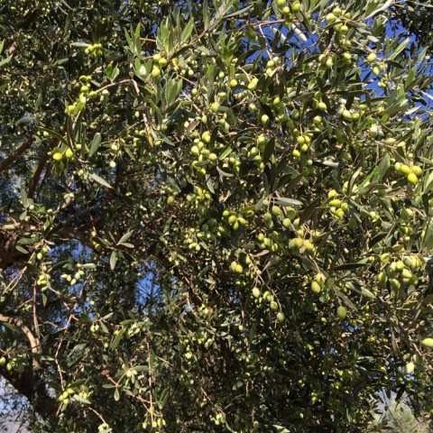 καλλιέργεια Ελάινον / Elainon