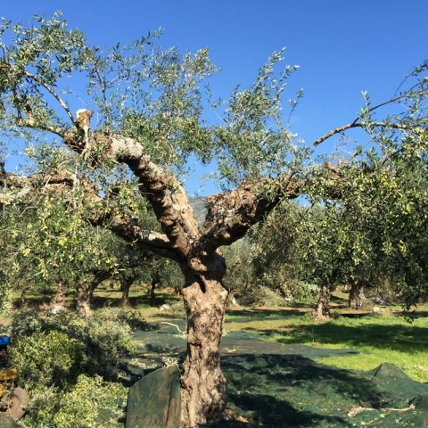 καλλιέργεια Ελάινον / Elainon