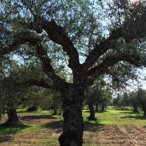 καλλιέργεια Ελάινον / Elainon