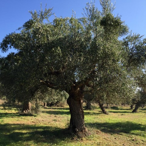 καλλιέργεια Ελάινον / Elainon