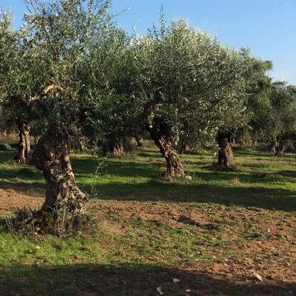 καλλιέργεια Ελάινον / Elainon