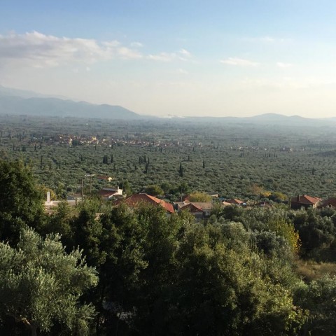 καλλιέργεια Ελάινον / Elainon