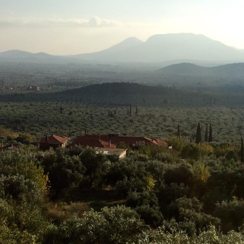 καλλιέργεια Ελάινον / Elainon