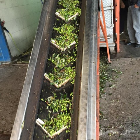 ελαιοποίηση Ελάινον / Elainon