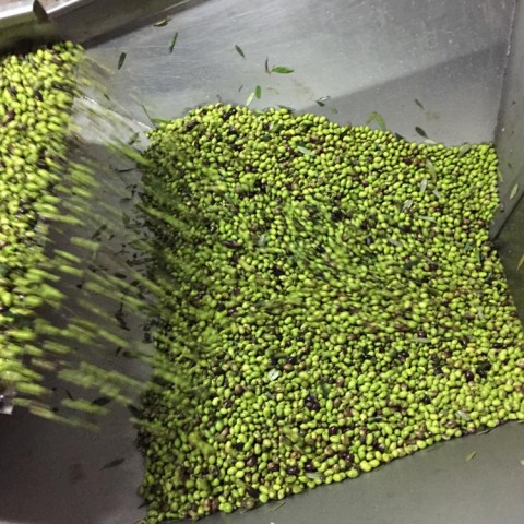 ελαιοποίηση Ελάινον / Elainon