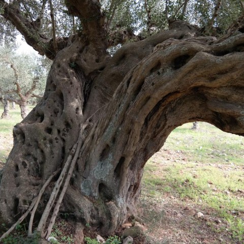 Ελάινον / Elainon - Διαβολίτσι / Diavolitsi